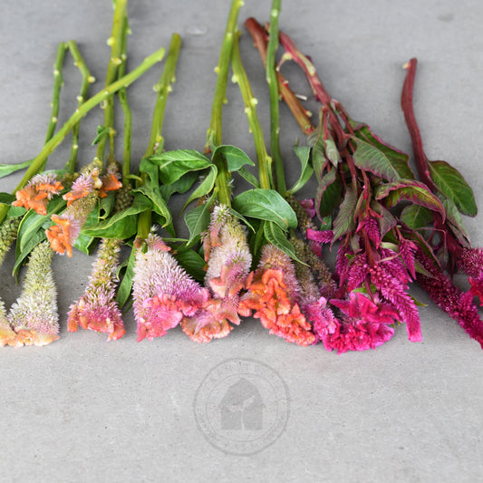 Celosia 'Supercrest Mix'
