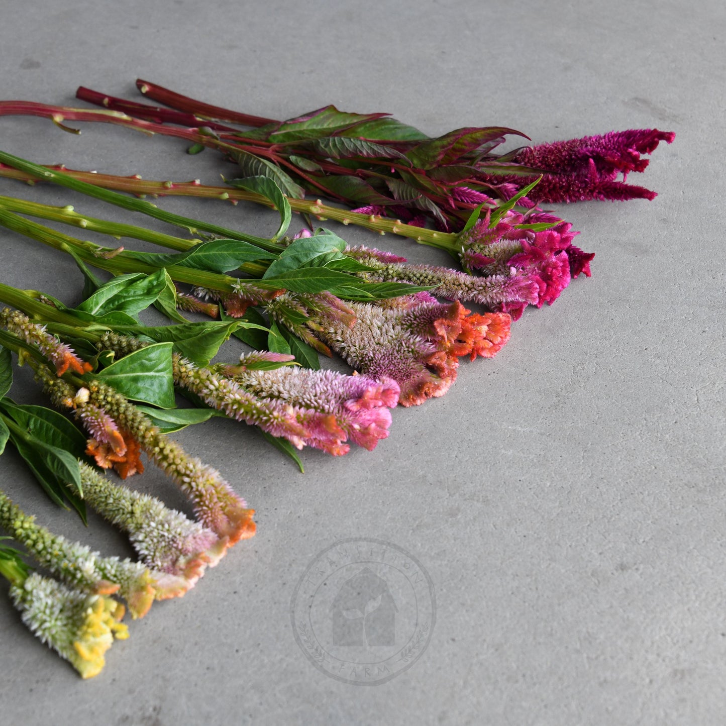 Celosia 'Supercrest Mix'
