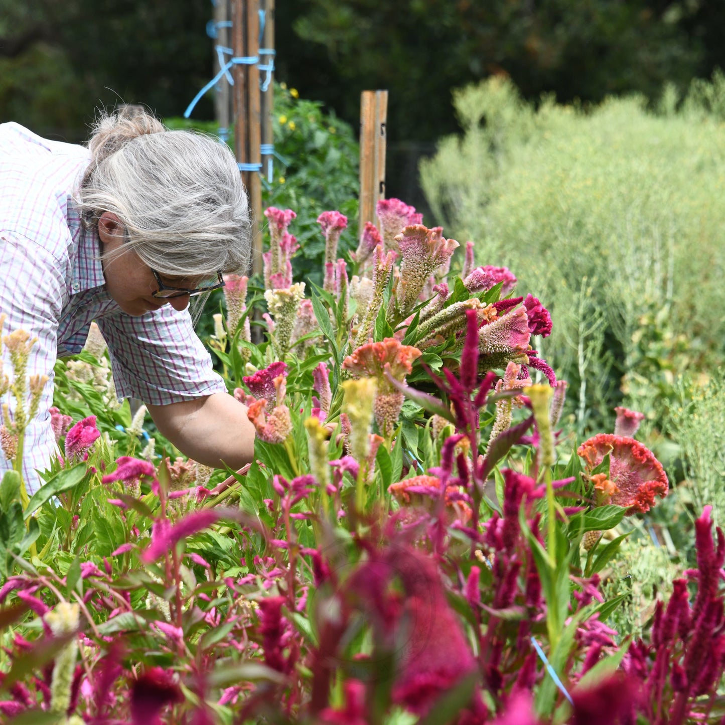 Celosia 'Supercrest Mix'