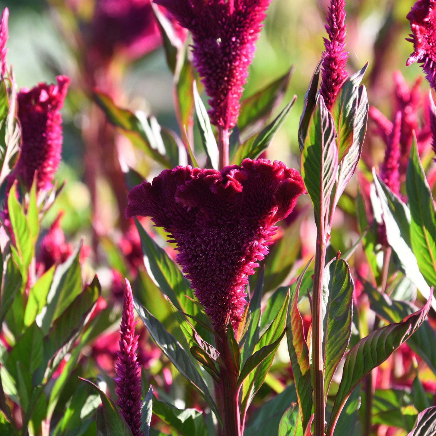 Celosia 'Supercrest Mix'