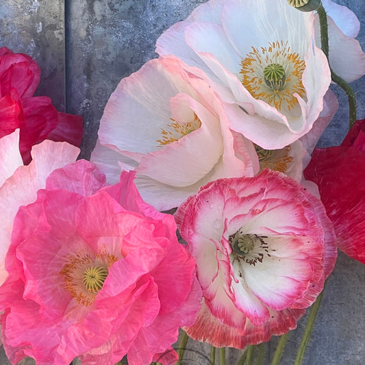Close-up of pink and white supreme poppy flowers with a textured gray background