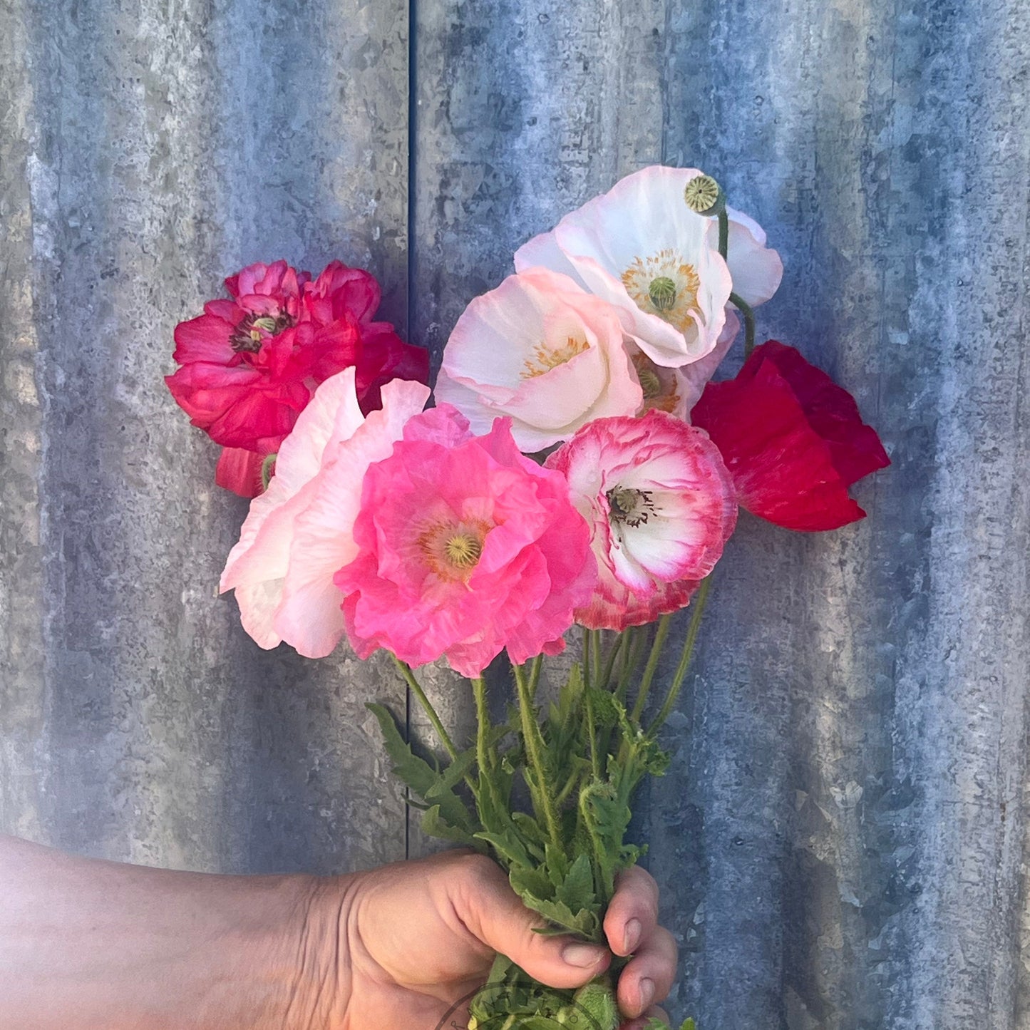 Shirley Poppy 'Supreme'