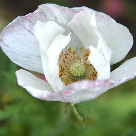 Close-up of a white poppy flower with a blurred green background