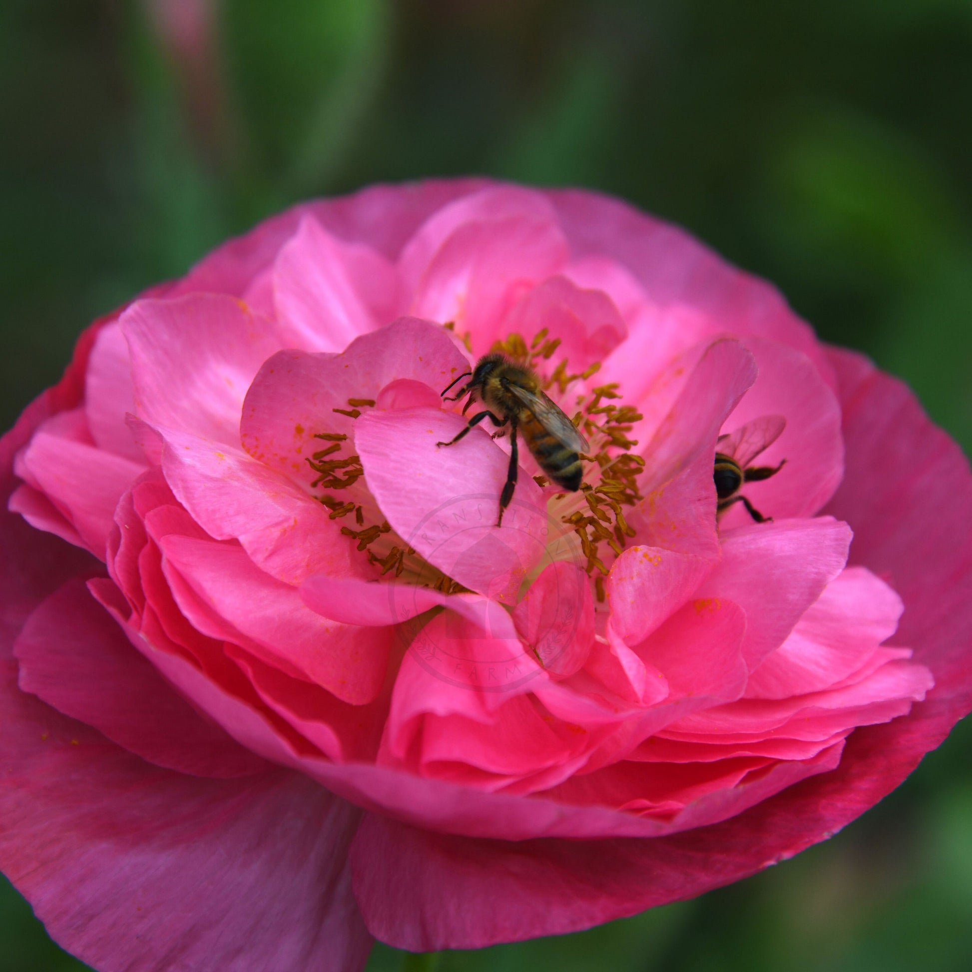 Pink flower with a bee on a blurred green background