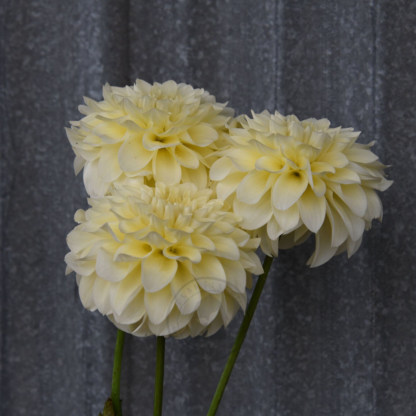 Dahlia 'Serenade Buttercream'