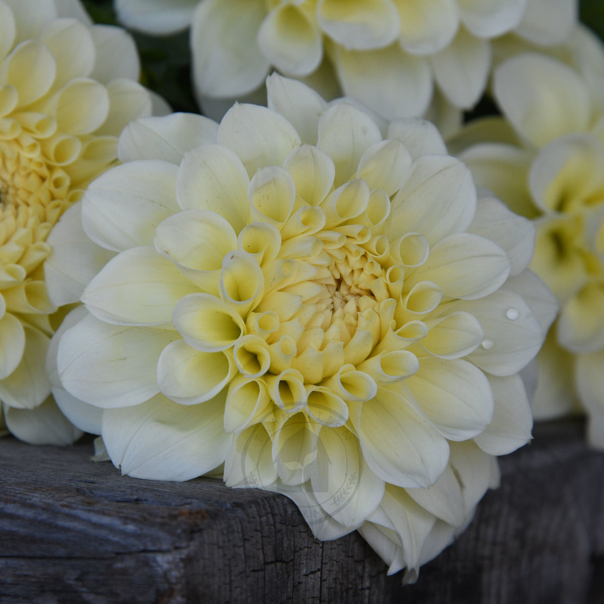 Dahlia 'Serenade Buttercream'
