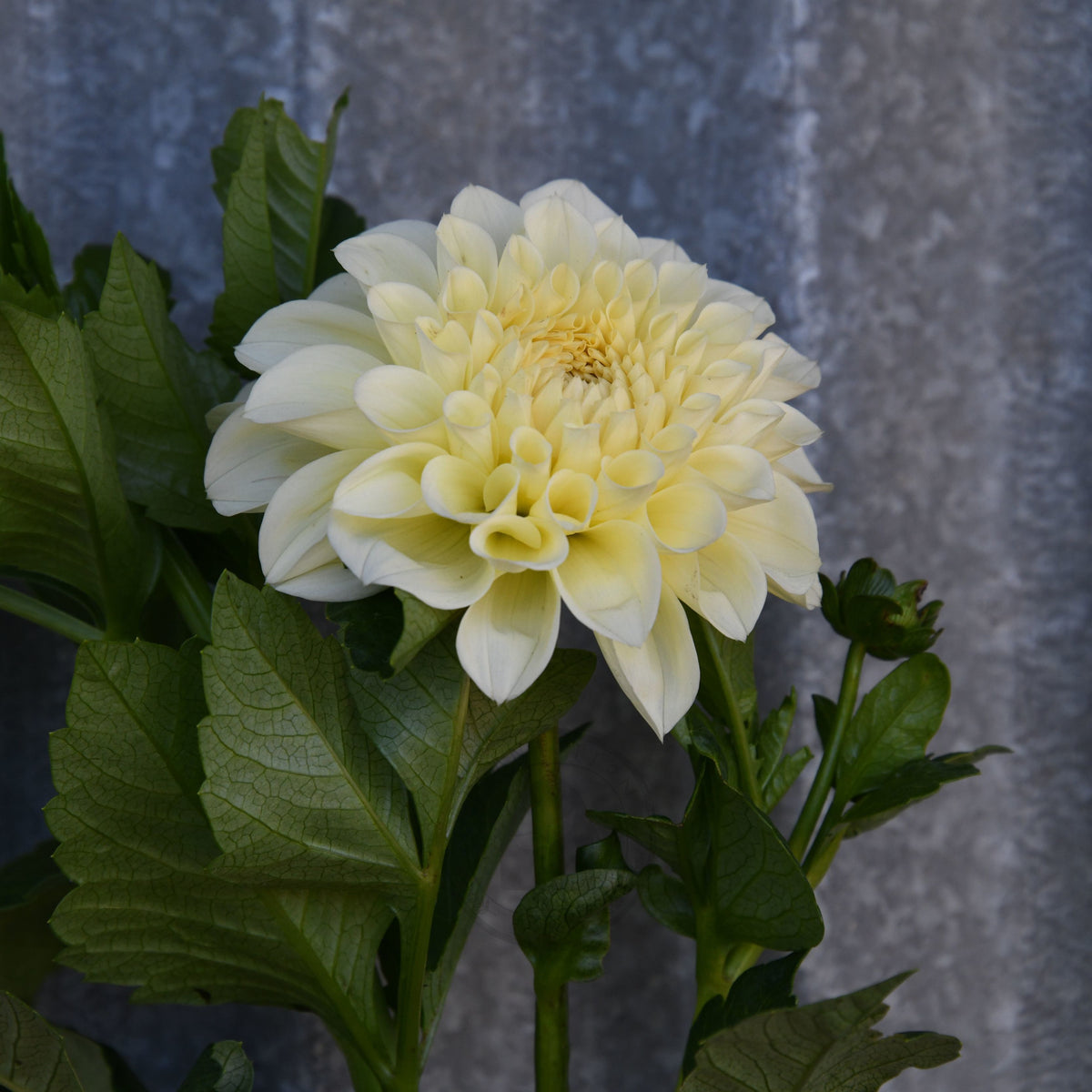 Dahlia 'Serenade Buttercream'