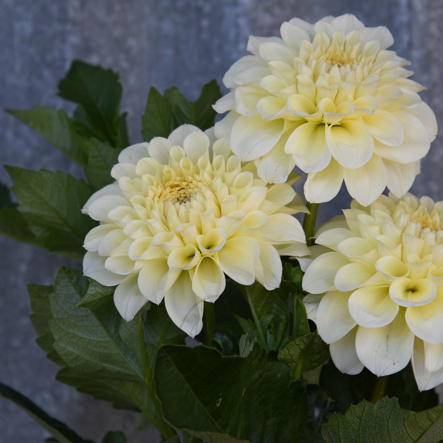 Dahlia 'Serenade Buttercream'