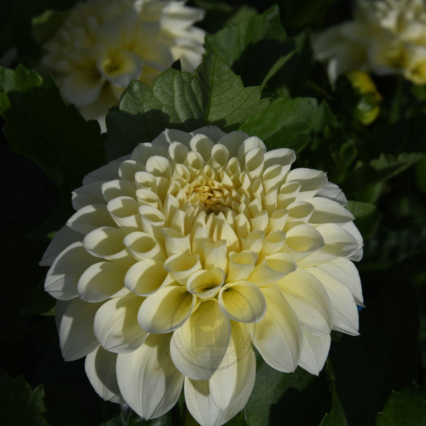 Dahlia 'Serenade Buttercream'