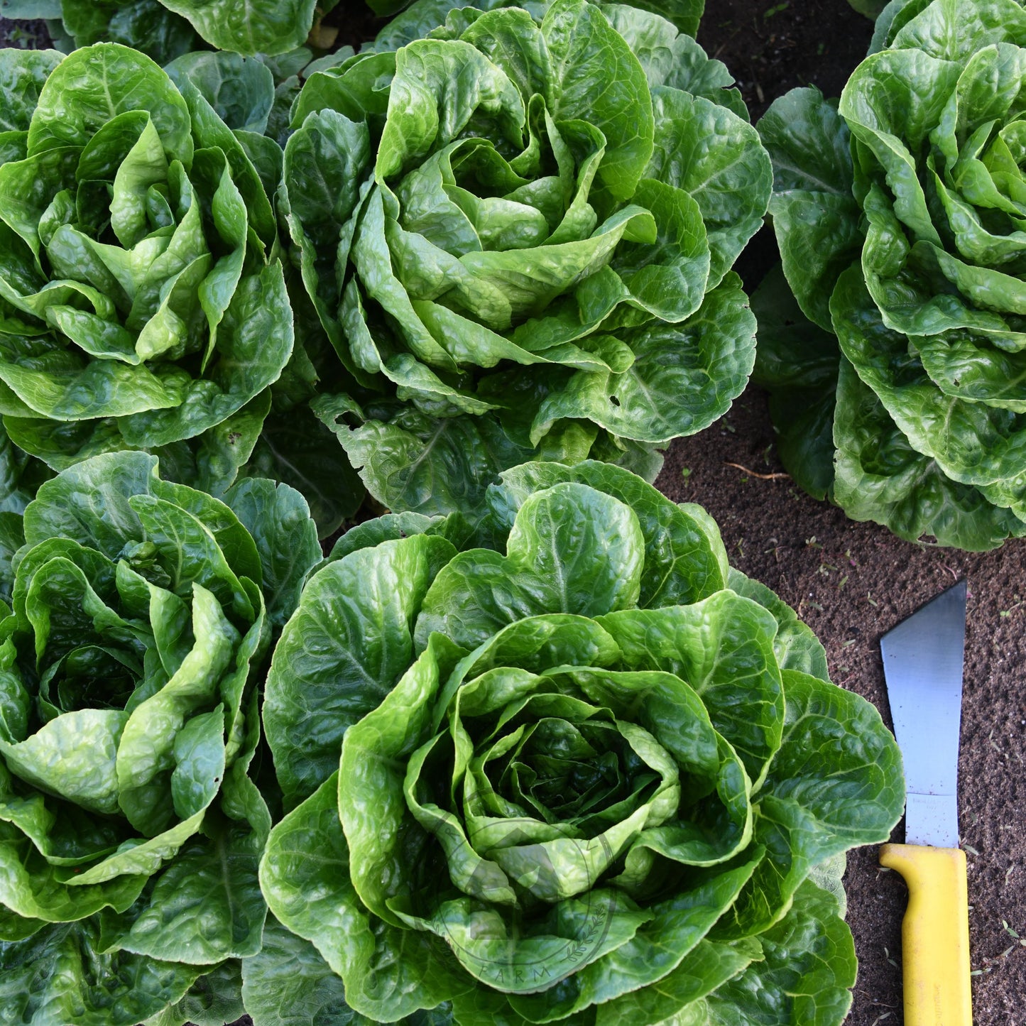 Green leafy vegetables on a dark surface with a knife.