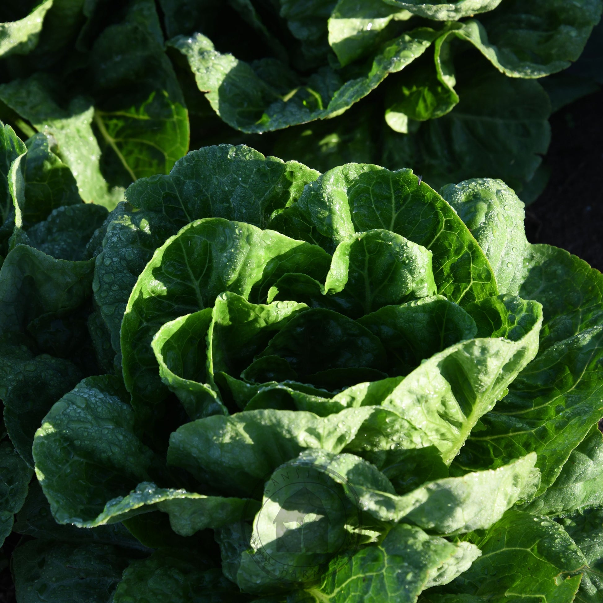Close-up of a head of lettuce with dark soil in the background