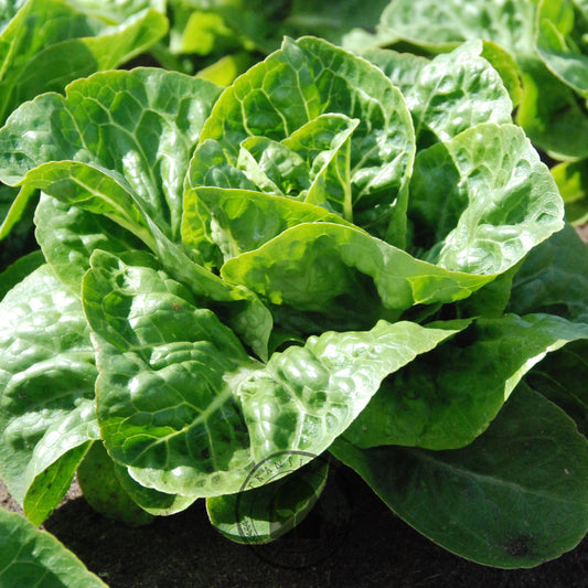 Close-up of a green leafy vegetable plant growing in soil