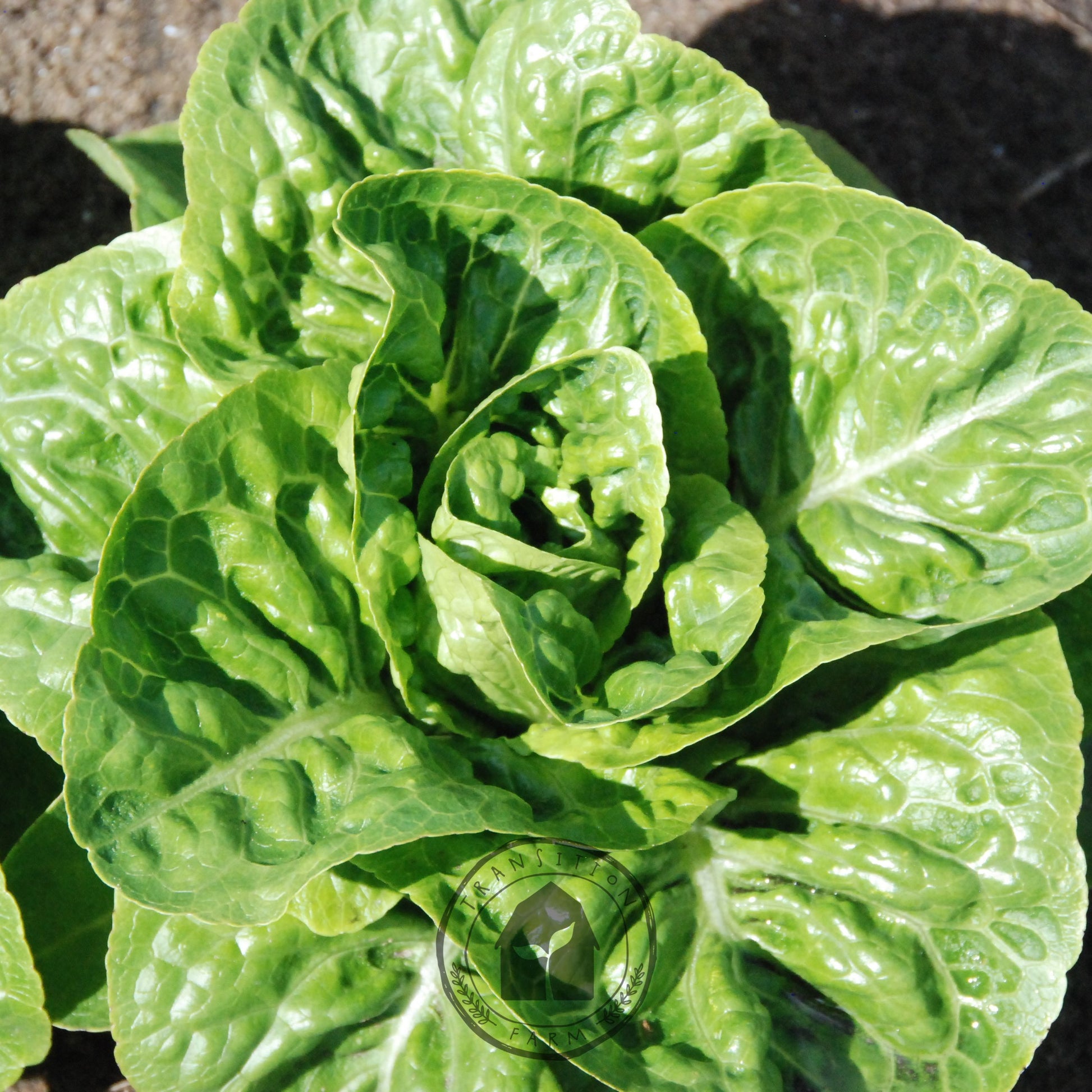 Close-up of a green leafy vegetable on a dark background