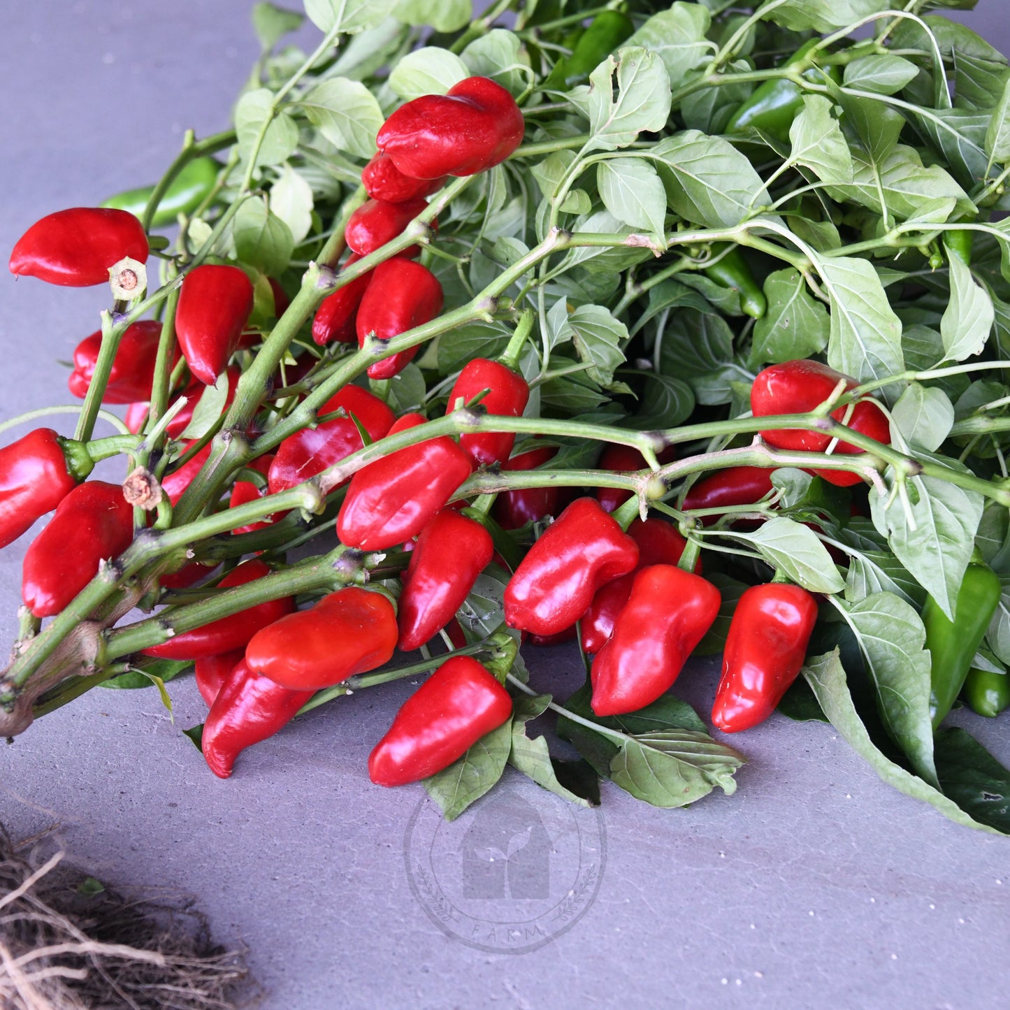 Transition Farm developed Capsicum 'Sweet Mini Red'