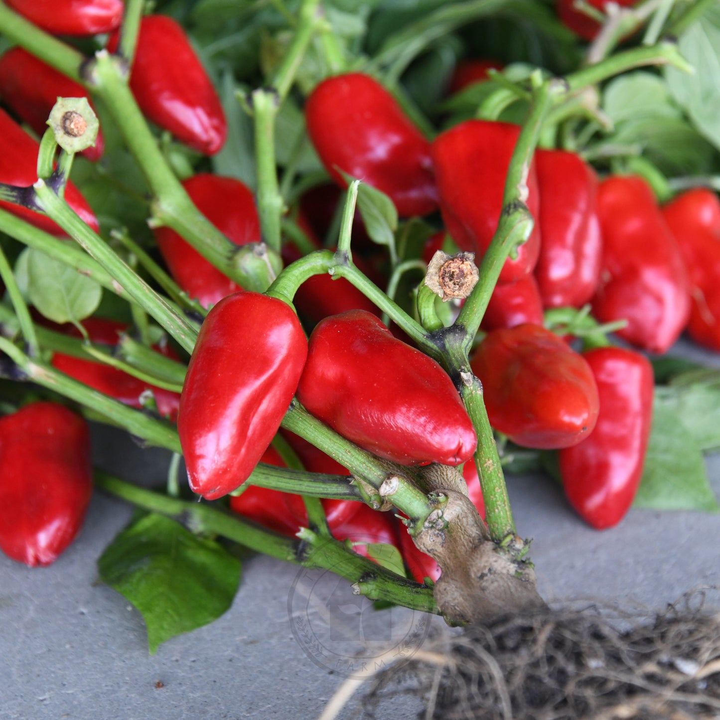 Transition Farm developed Capsicum 'Sweet Mini Red'
