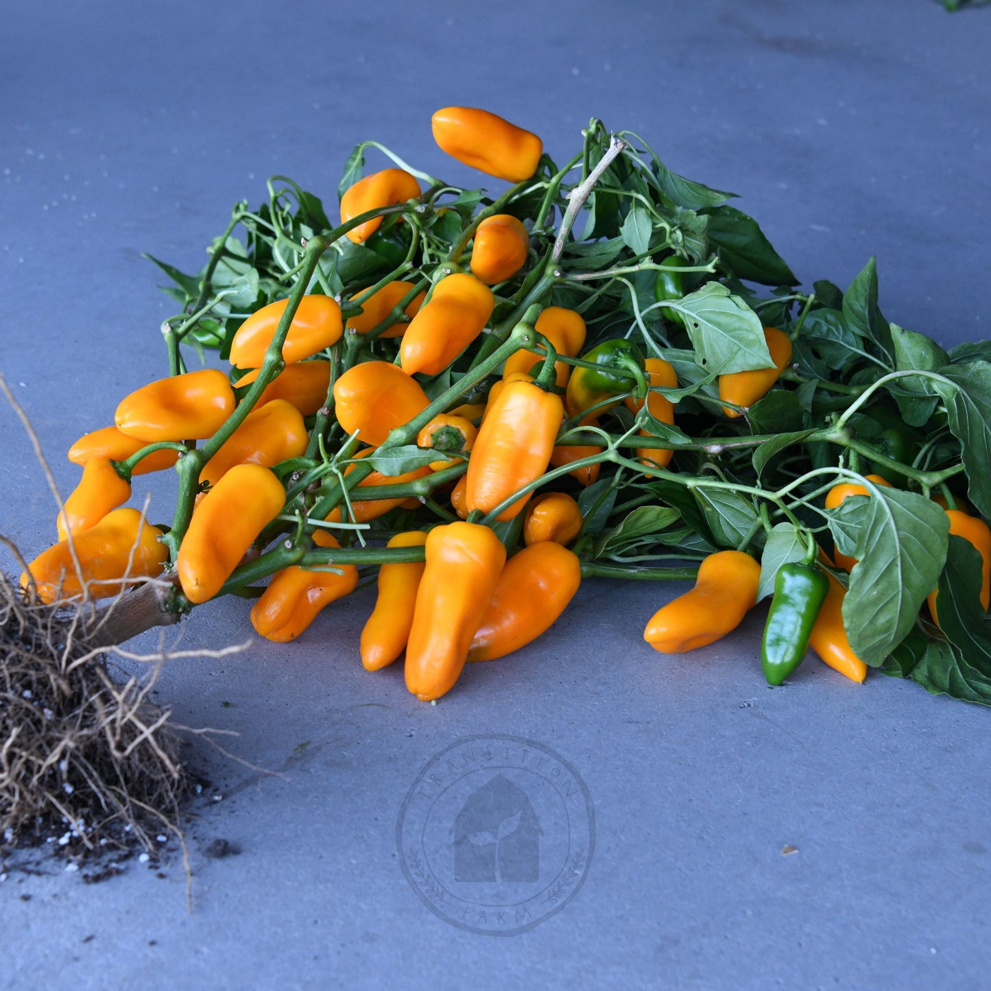 Transition Farm developed Capsicum 'Sweet Mini Yellow'
