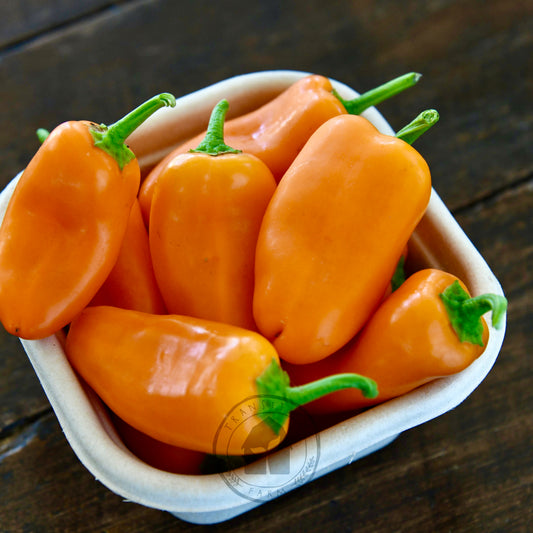 Transition Farm developed Capsicum 'Sweet Mini Orange'