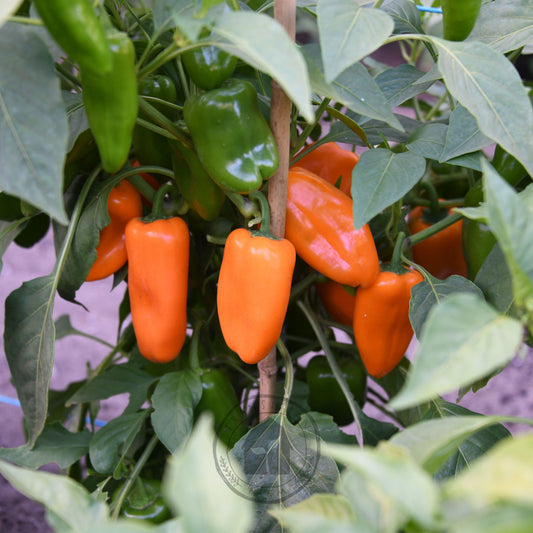 Capsicum 'Sweet Mini Orange'