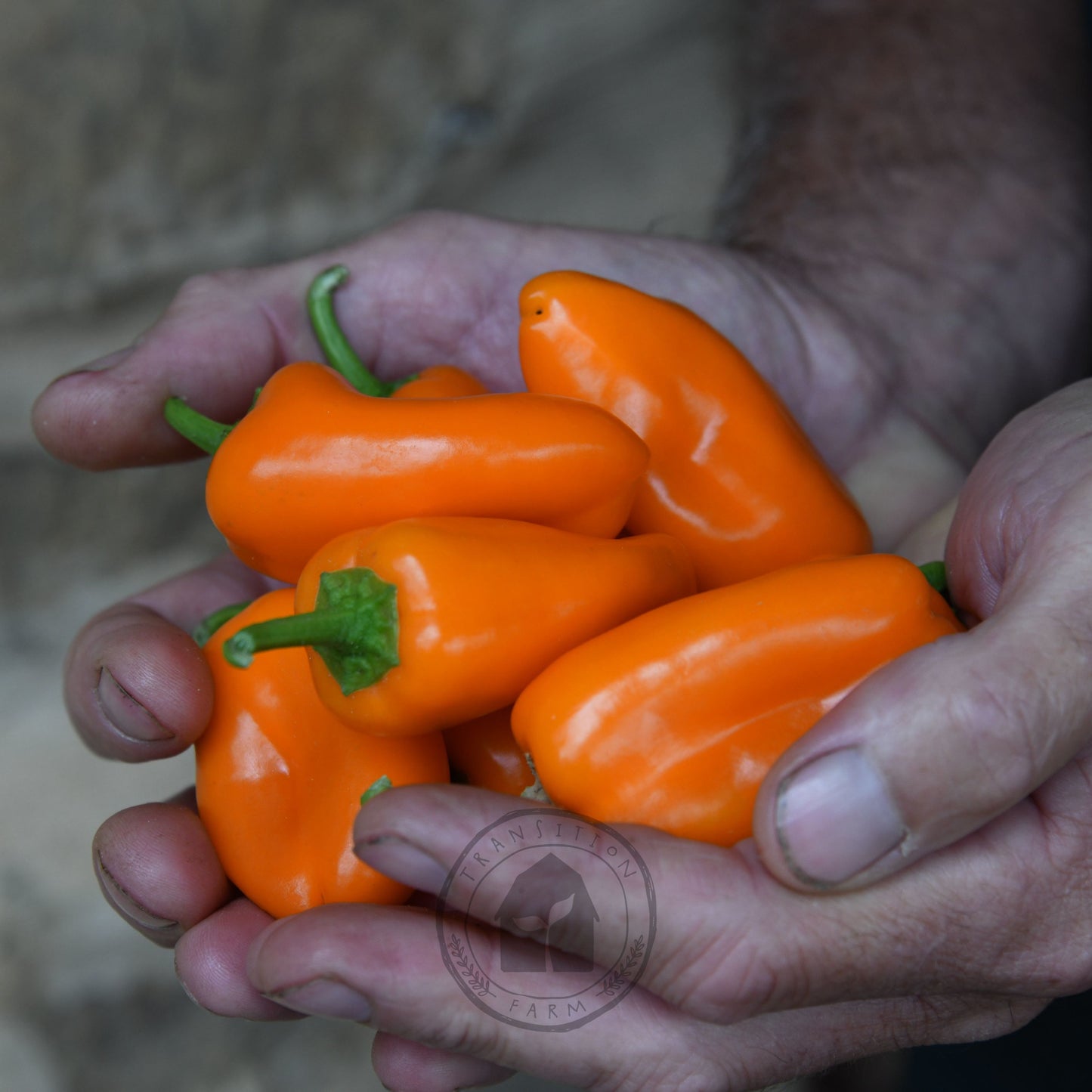Capsicum 'Sweet Mini Orange'