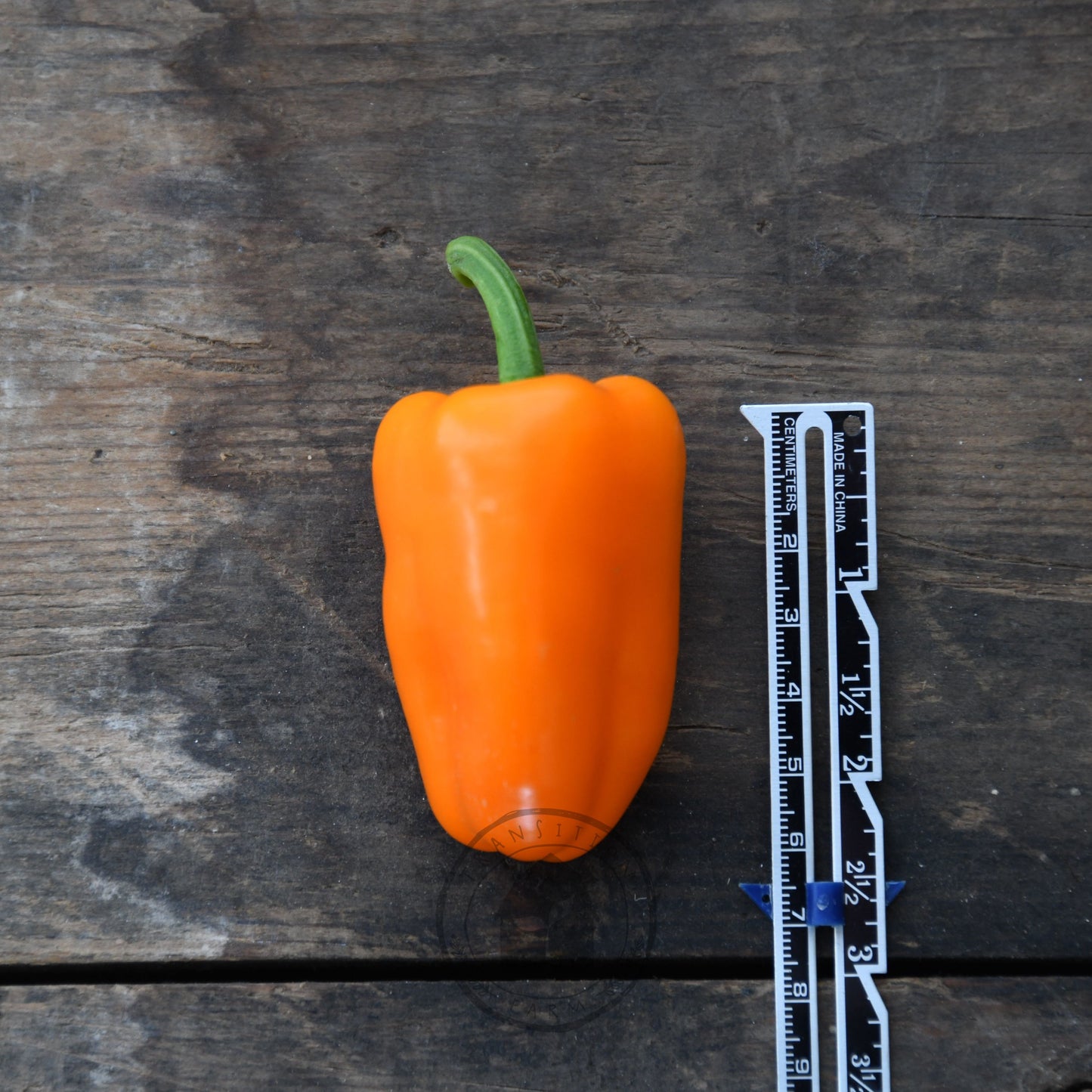Capsicum 'Sweet Mini Orange'