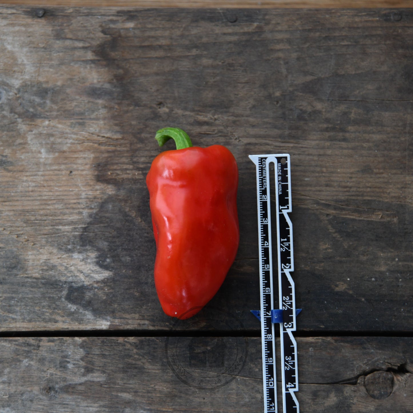 Capsicum 'Sweet Mini Red'