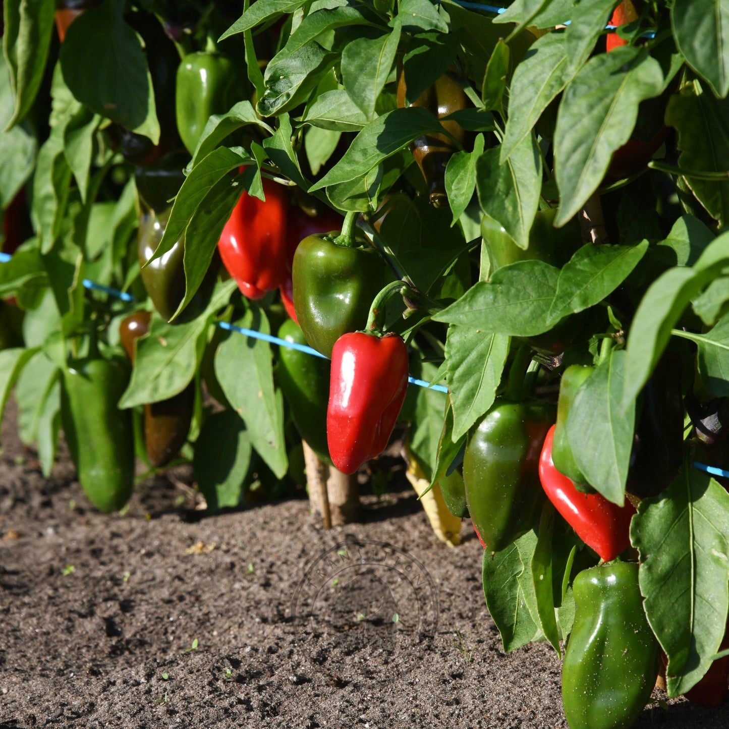Capsicum 'Sweet Mini Red'