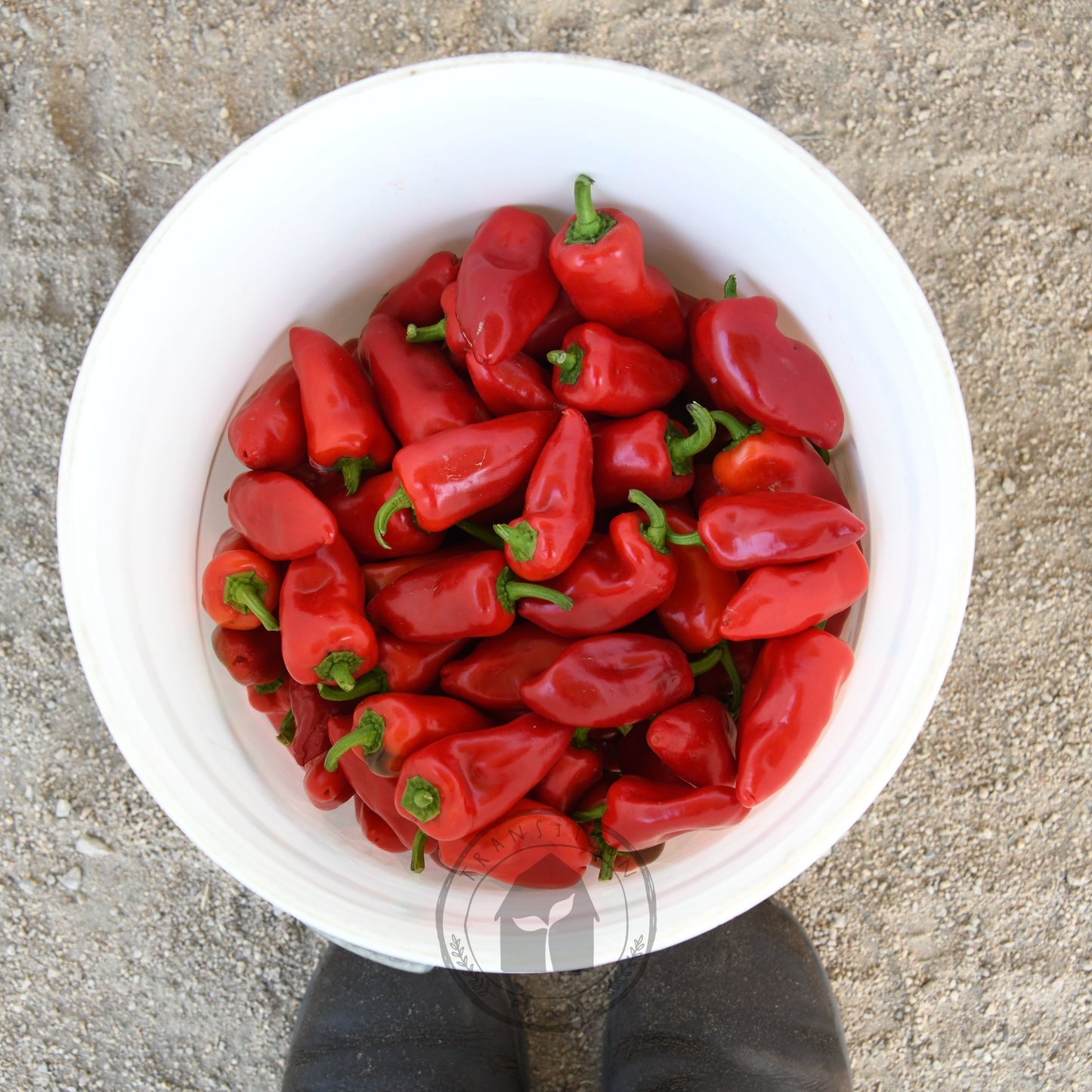 Capsicum 'Sweet Mini Red'