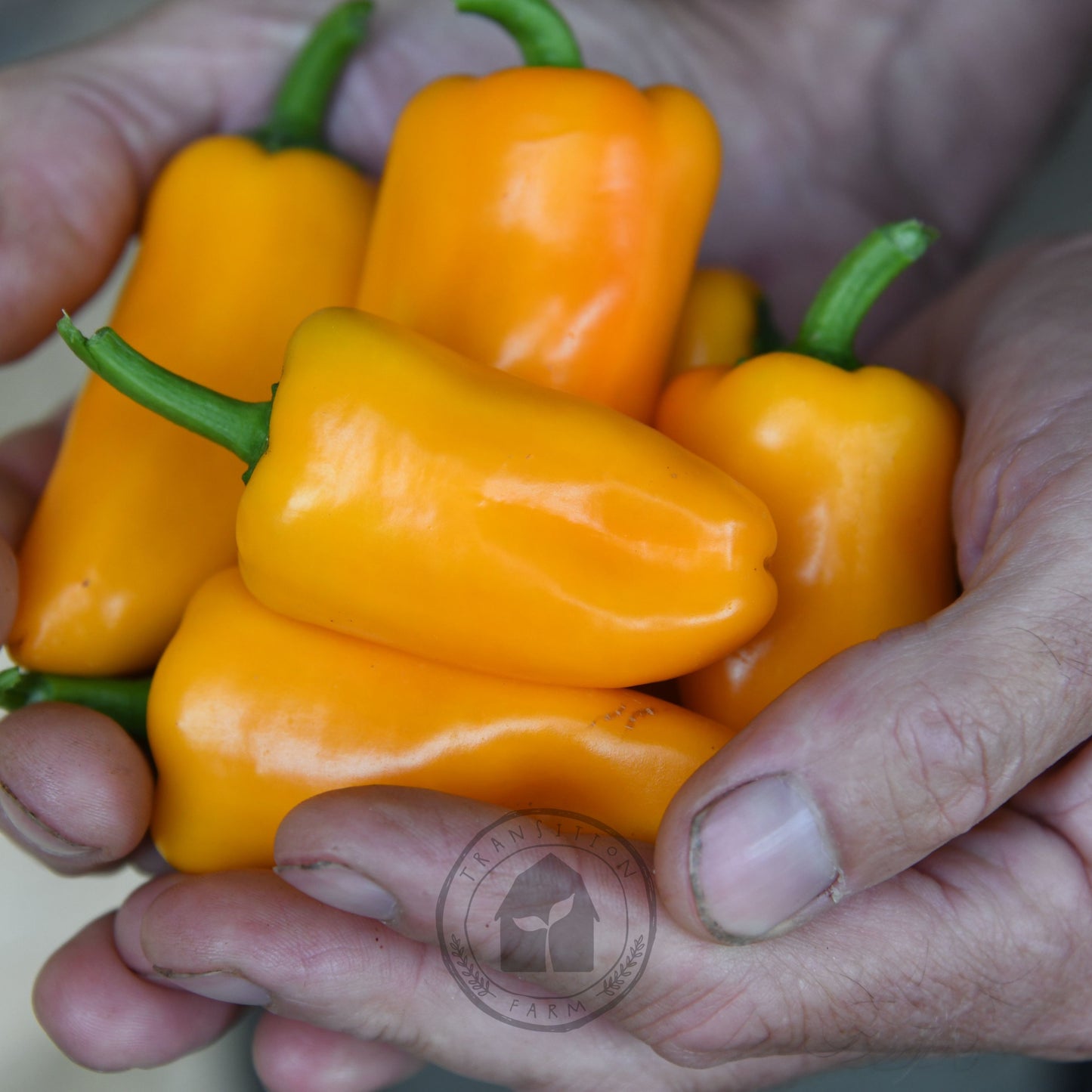 Capsicum 'Sweet Mini Yellow'