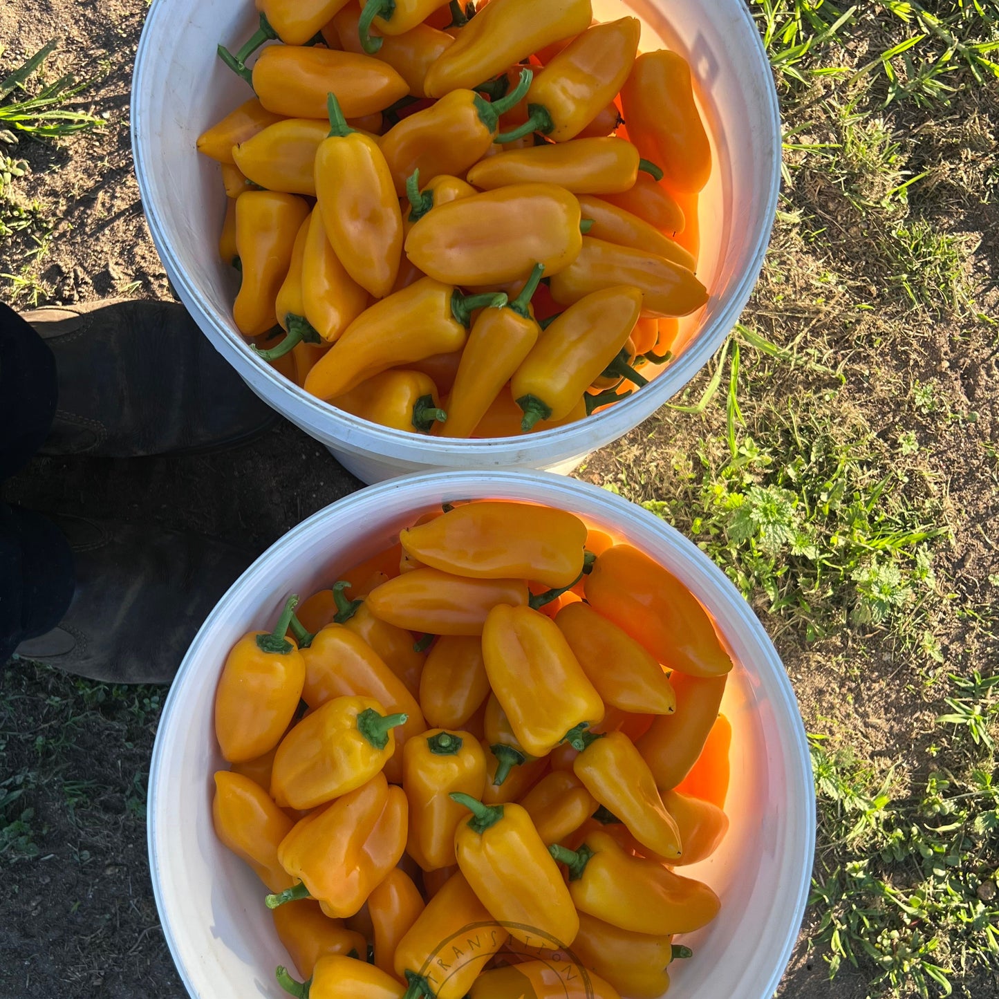 Transition Farm developed Capsicum 'Sweet Mini Yellow'