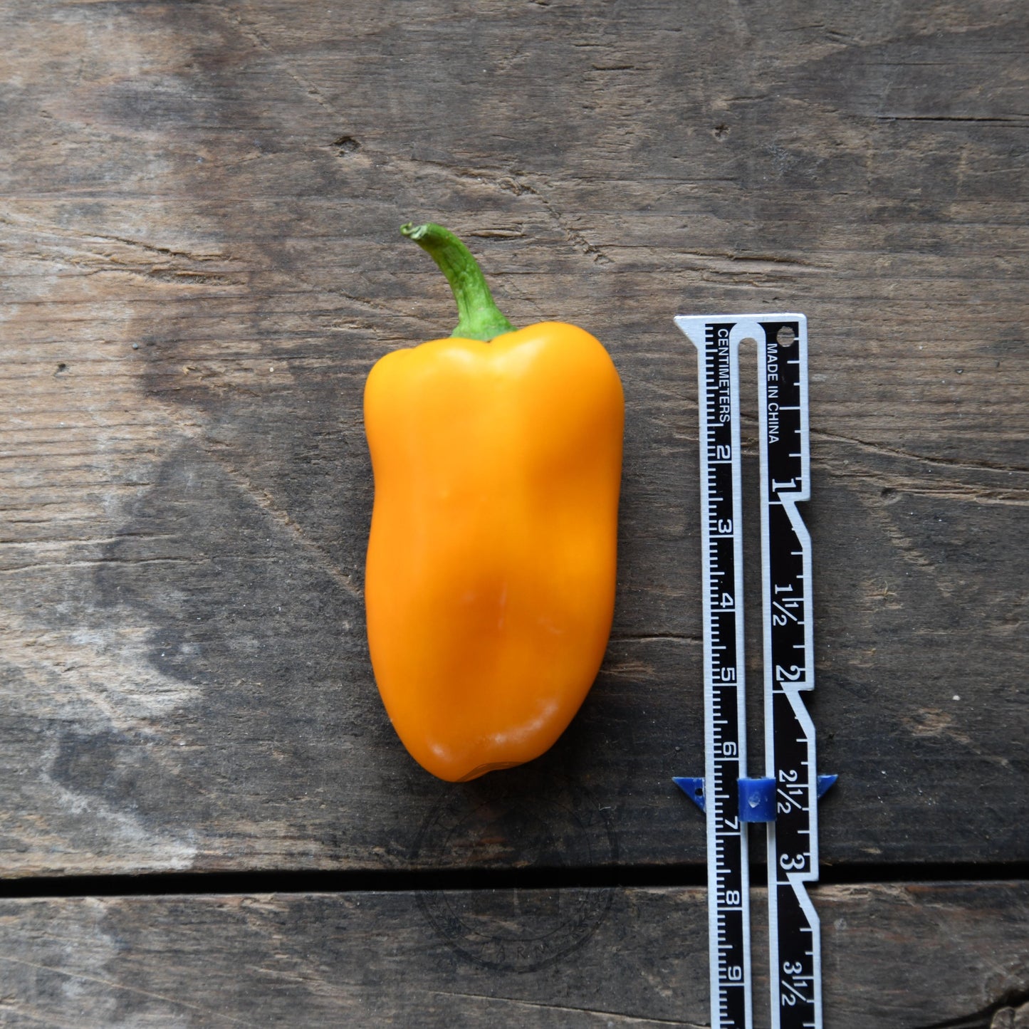 Capsicum 'Sweet Mini Yellow'