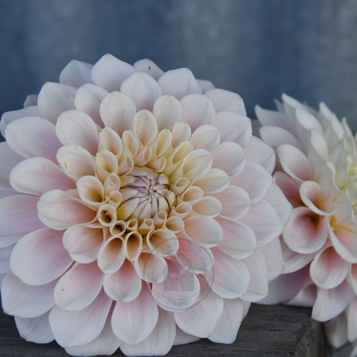 Dahlia 'Sweet Nathalie'