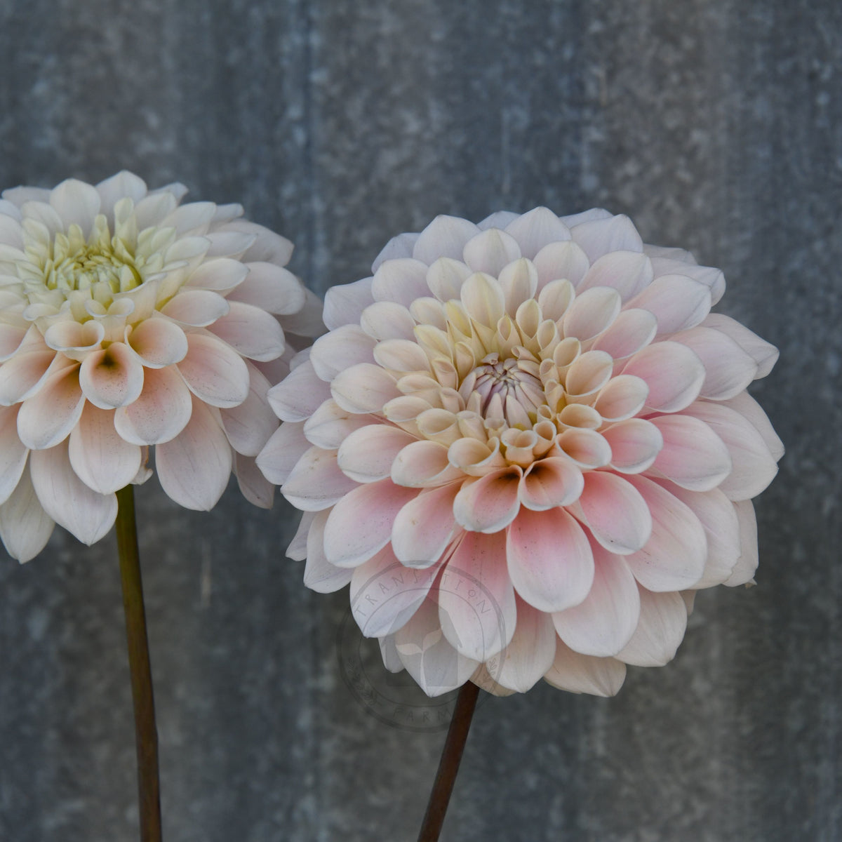 Dahlia 'Sweet Nathalie'