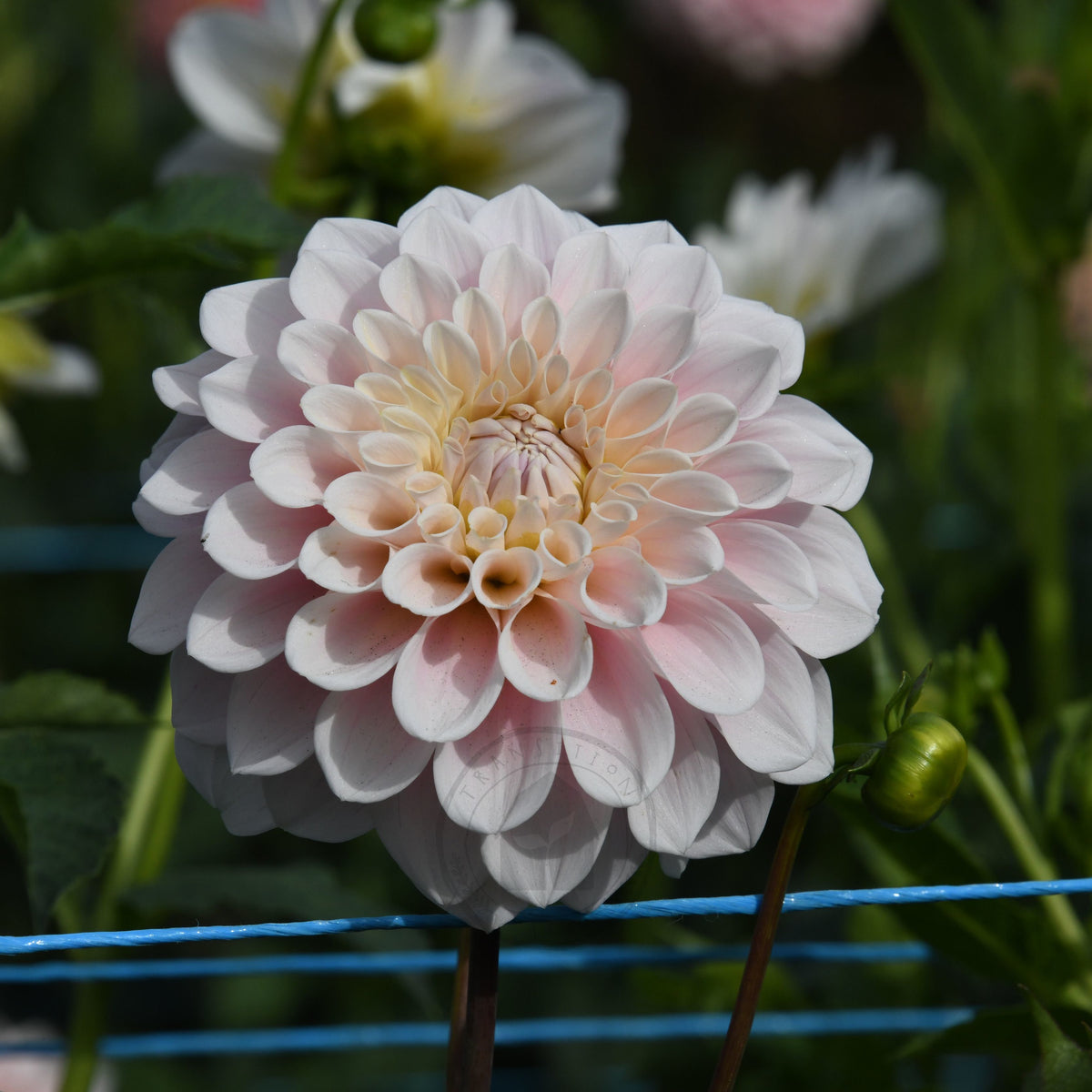 Dahlia 'Sweet Nathalie'