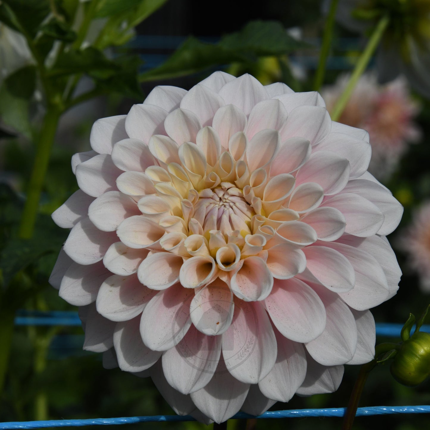 Dahlia 'Sweet Nathalie'