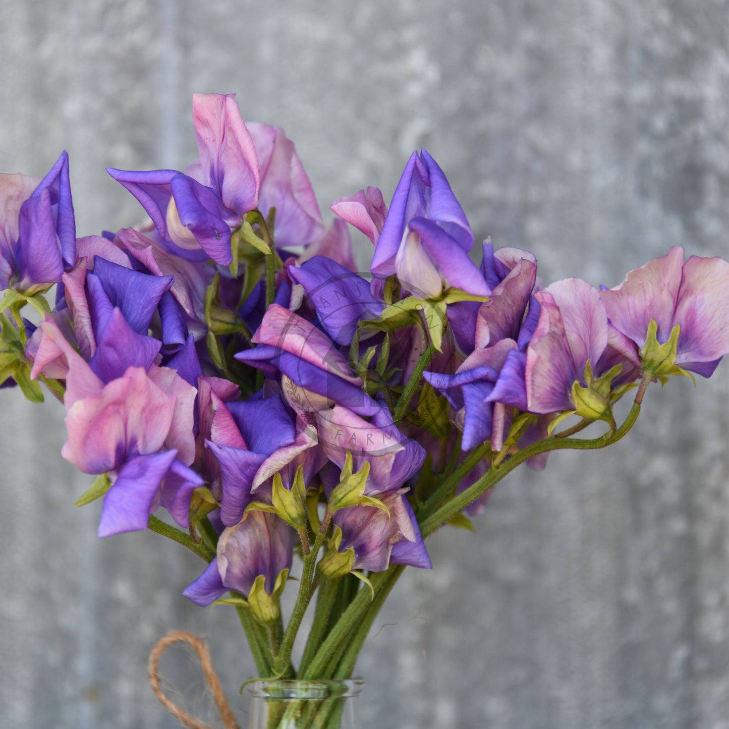 Bouquet of purple and pink flowers in a clear vase against a gray background
