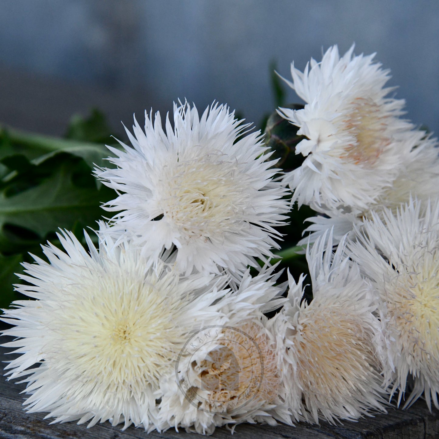 Sweet Sultan 'Imperial White Bride'