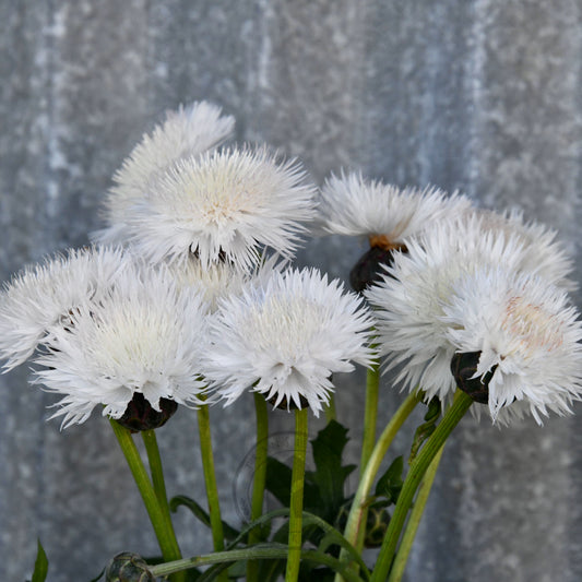 Sweet Sultan 'Imperial White Bride'