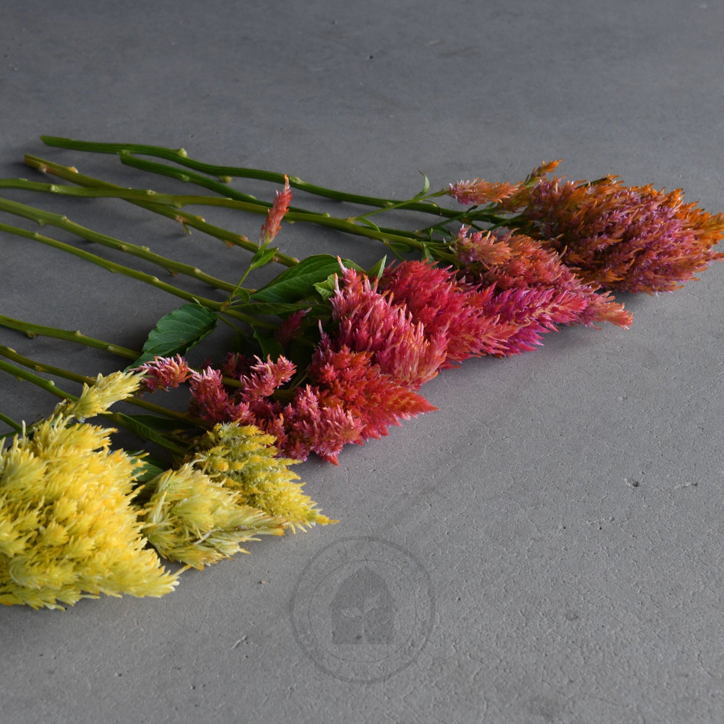 Celosia 'Texas Plume Summer Sherbet Mix'