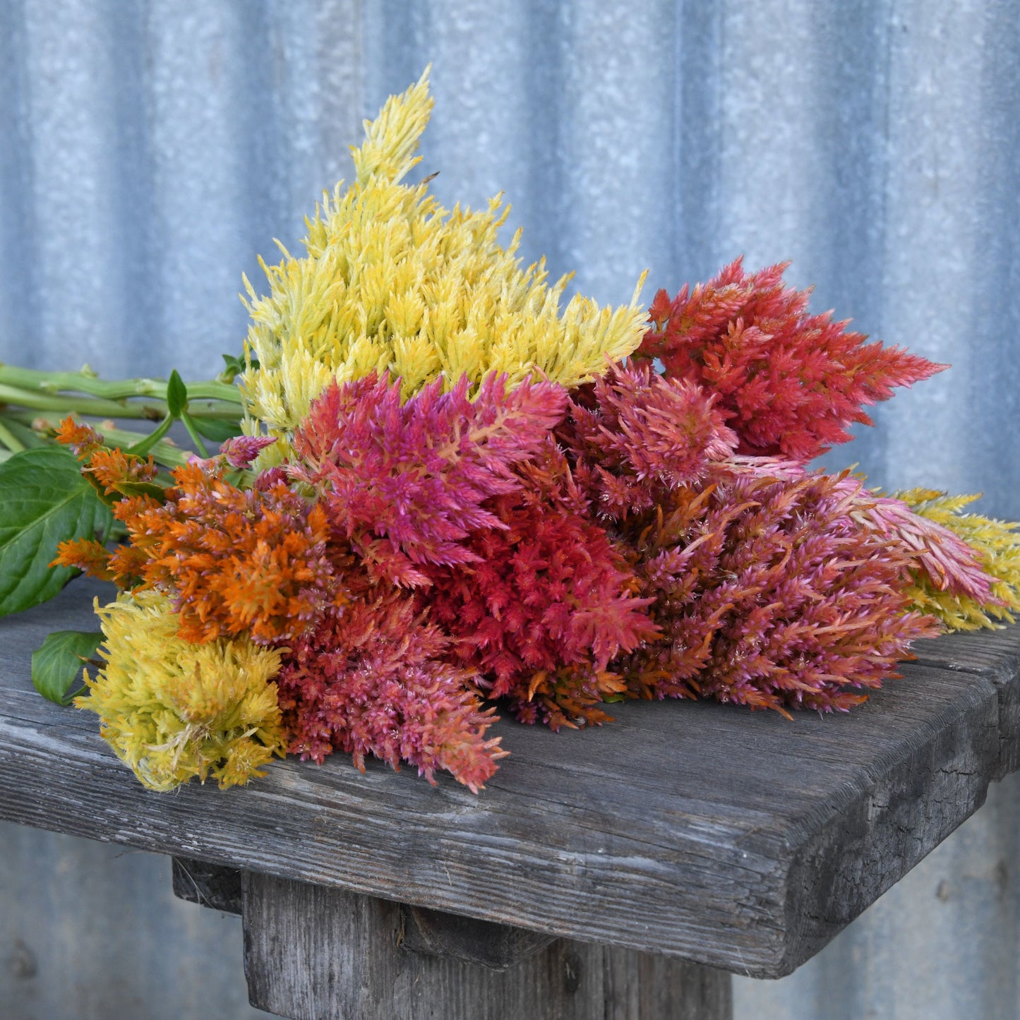 Celosia 'Texas Plume Summer Sherbet Mix'