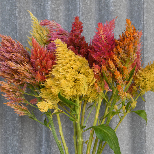 Celosia 'Texas Plume Summer Sherbet Mix'