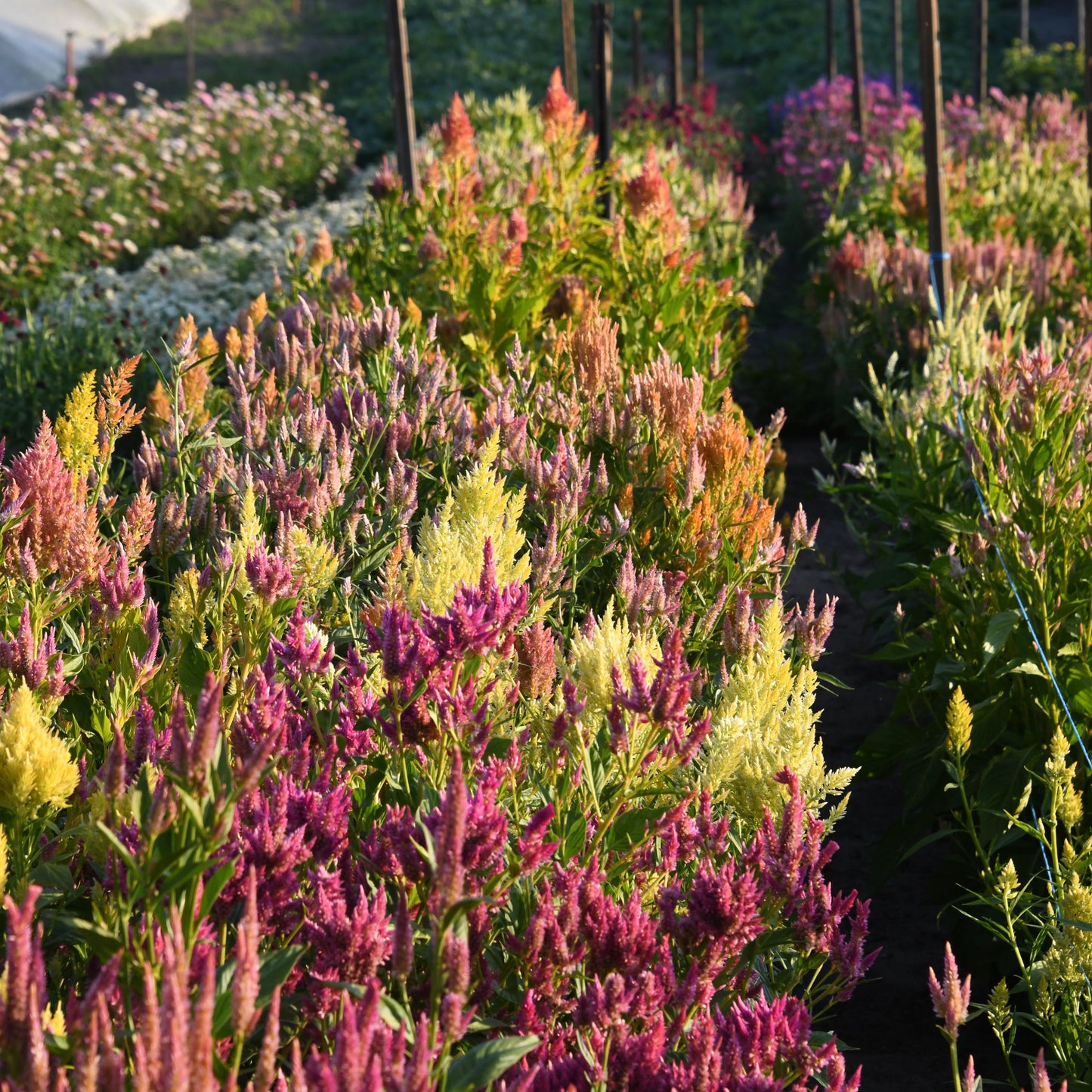 Celosia 'Texas Plume Summer Sherbet Mix'