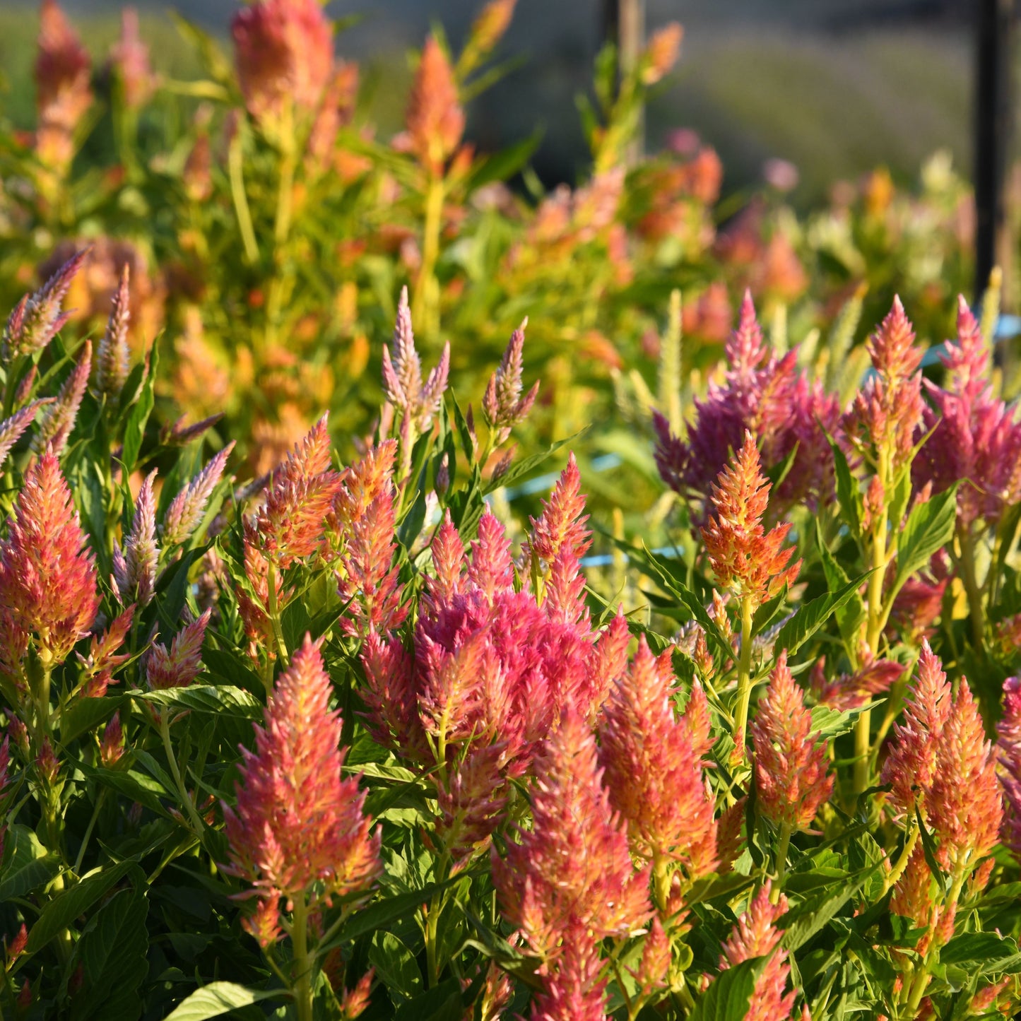 Celosia 'Texas Plume Summer Sherbet Mix'