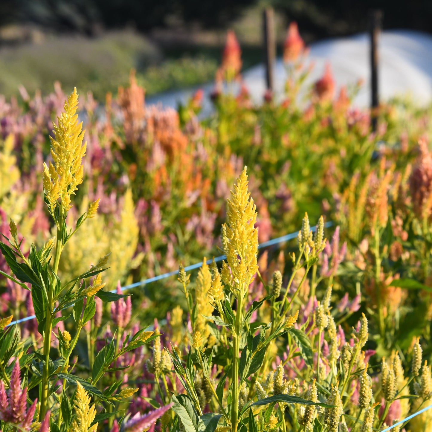 Celosia 'Texas Plume Summer Sherbet Mix'