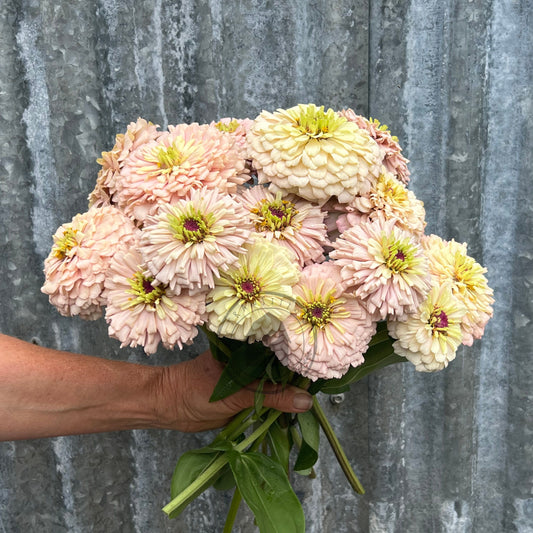Zinnia 'Blushing Nymph'