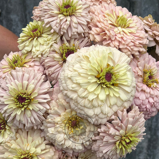 Zinnia 'Blushing Nymph'