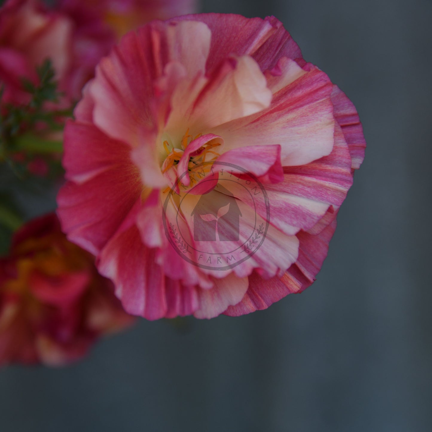 Close-up of a pink and yellow flower with a blurred background