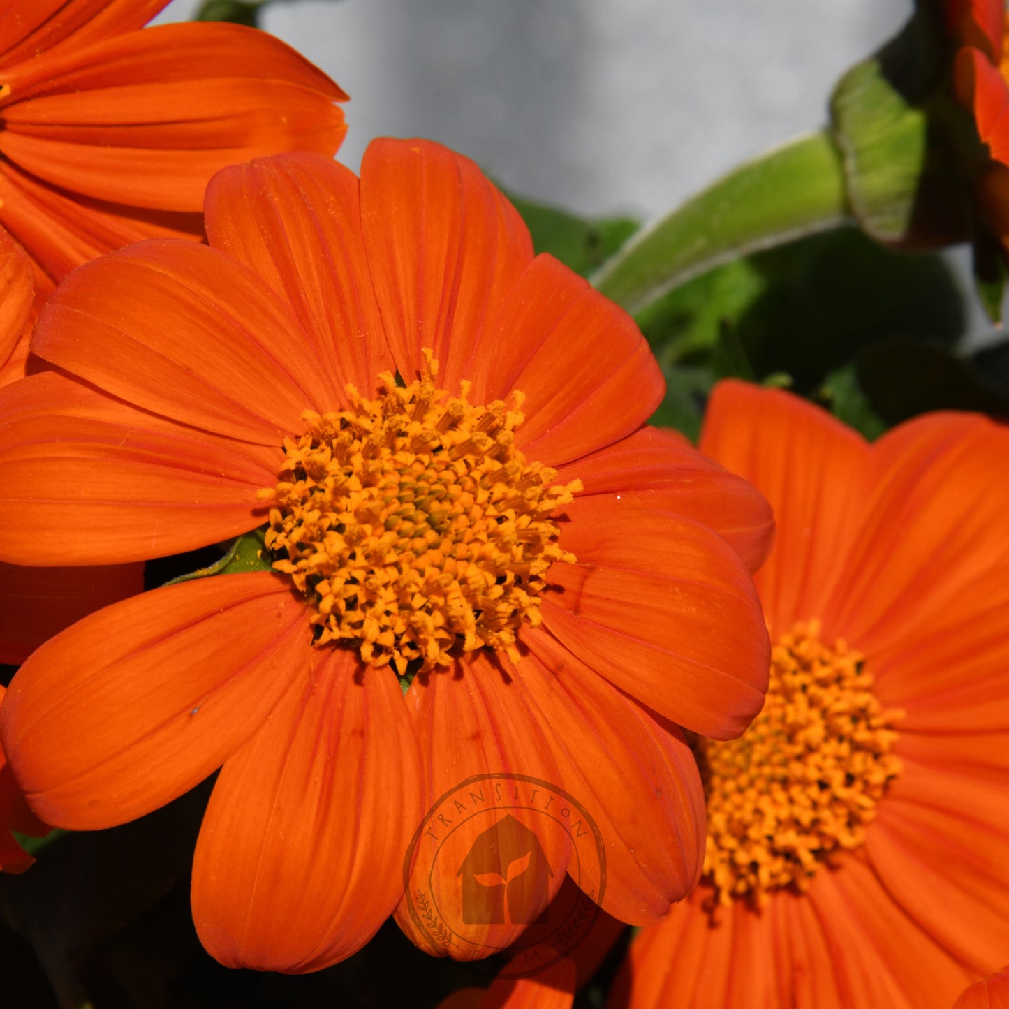 Close-up of bright orange flowers with yellow centers.