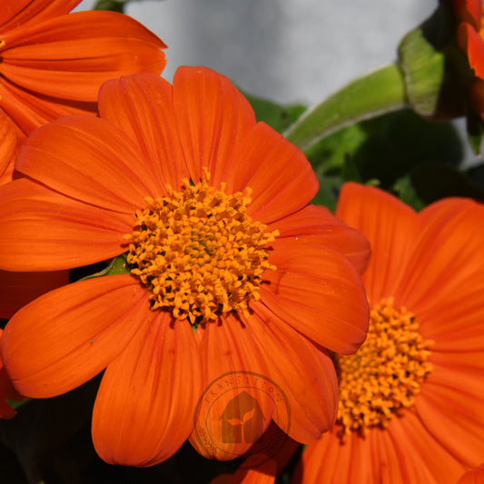 Close-up of bright orange flowers with yellow centers.