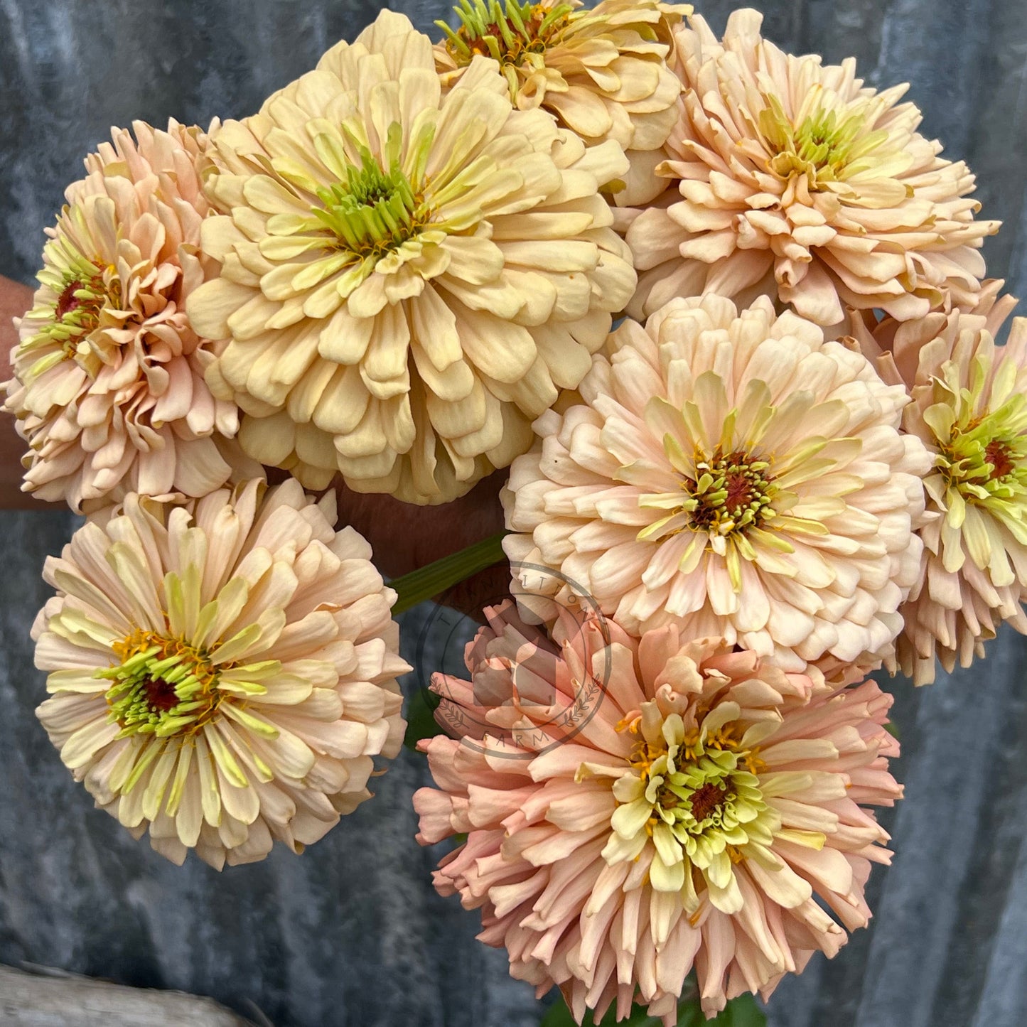 Transition Farm developed  Zinnia 'Mead'
