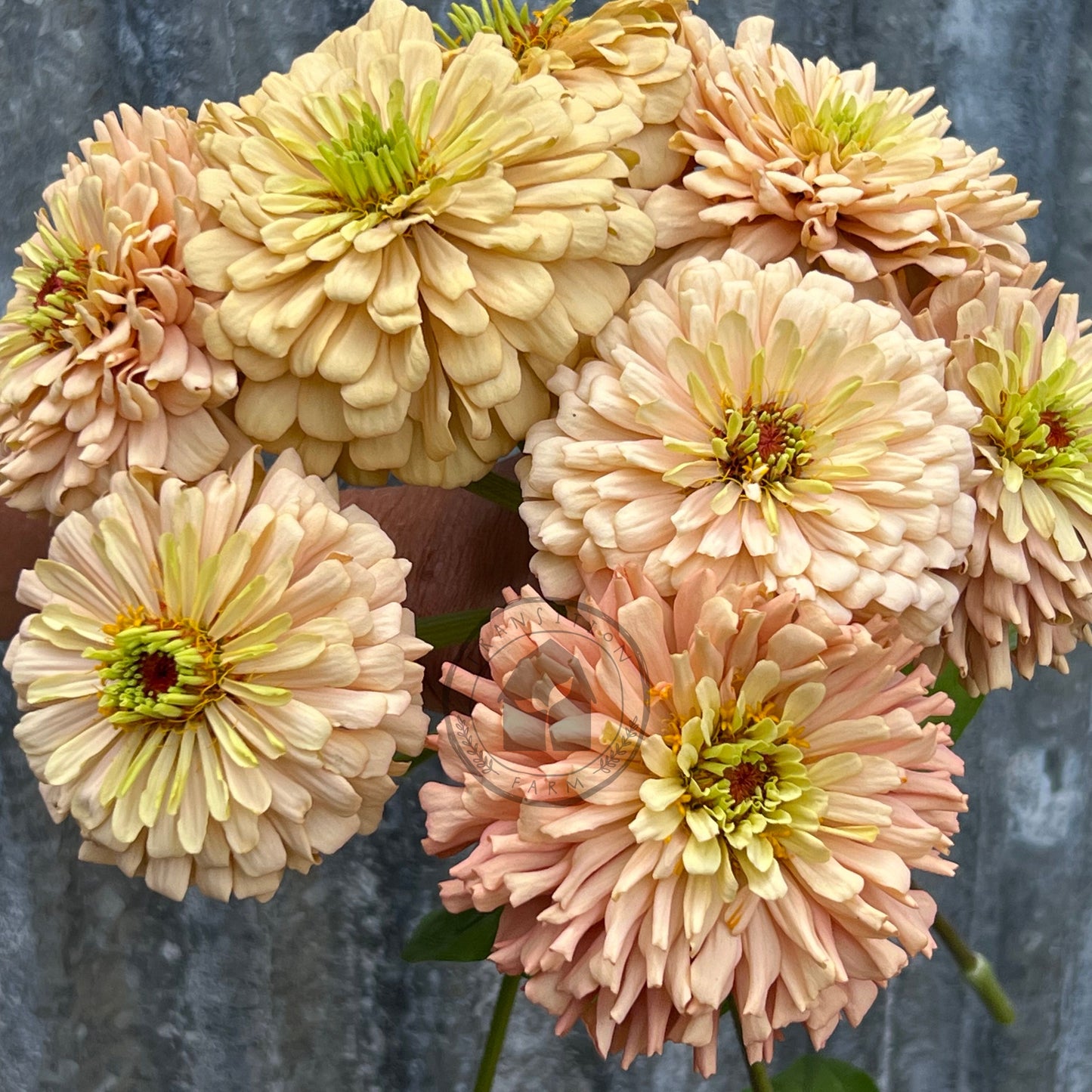 Transition Farm developed  Zinnia 'Mead'